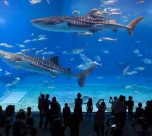 Travel Guide: Largest Aquariums in the World