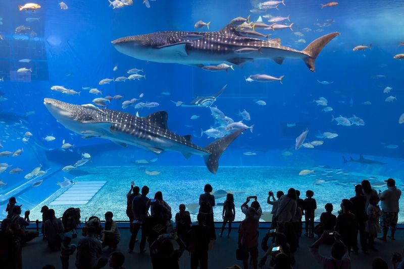 Travel Guide: Largest Aquariums in the World