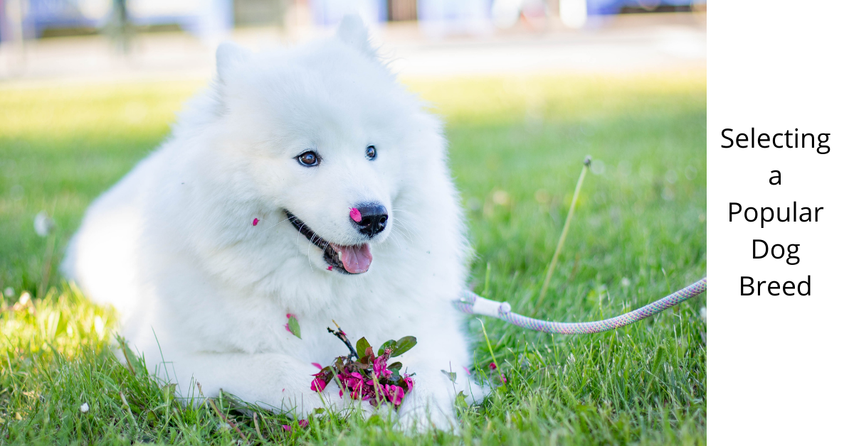 Selecting a Popular Dog Breed
