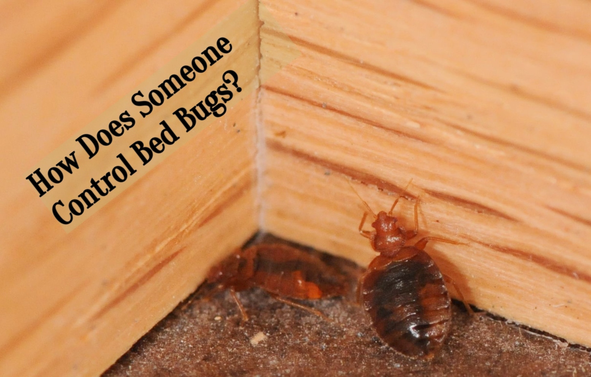 How Does Someone Control Bed Bugs?