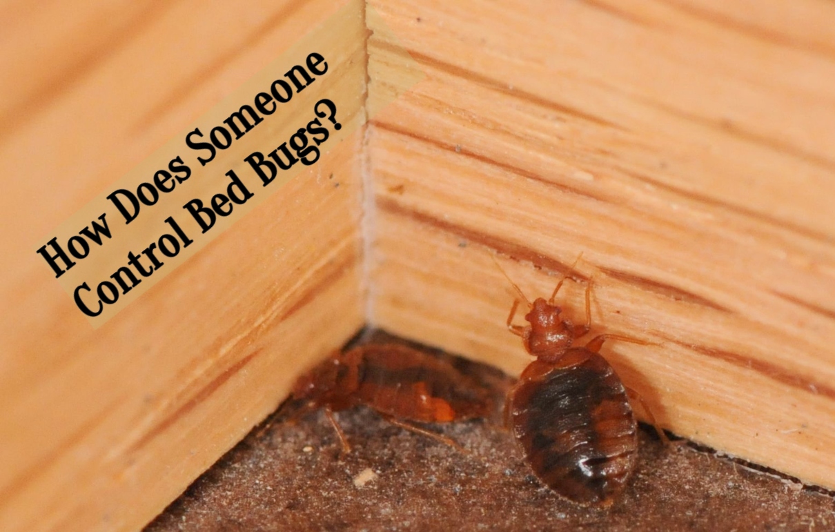 bed bug pest control