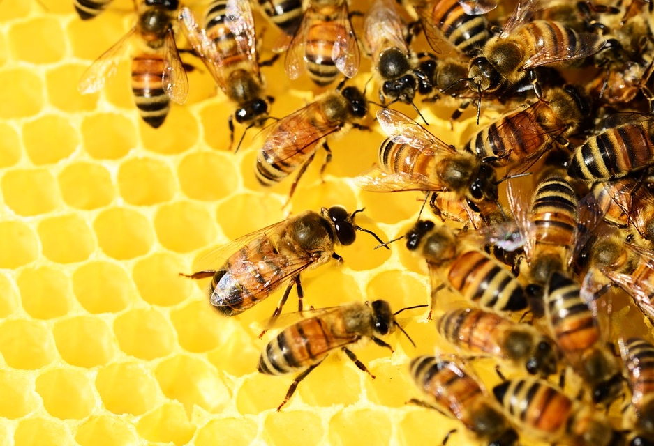 Why Should You Contact A Bee Removal Agency?