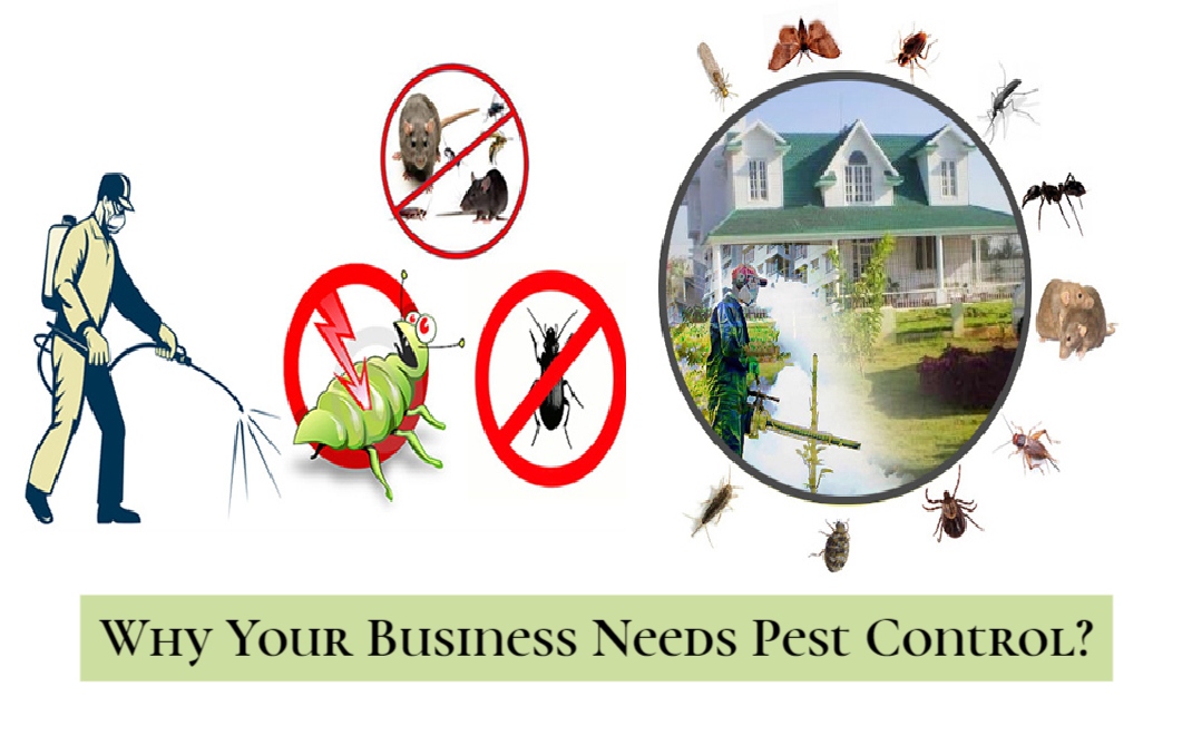 Why Your Business Needs Pest Control?