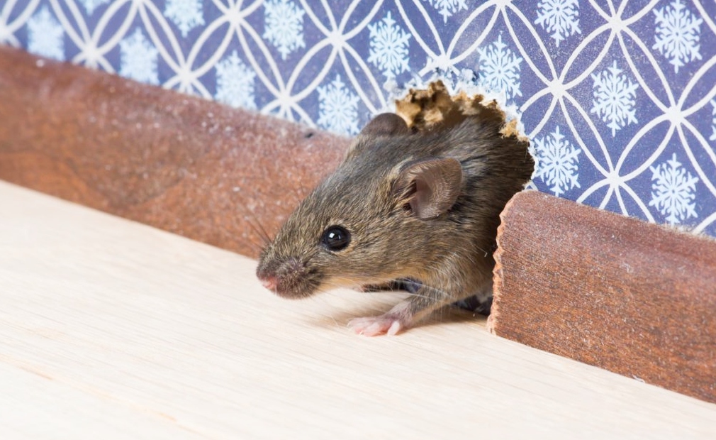 How tha fuck To Keep Rodents Out Of Da Home While Renovating