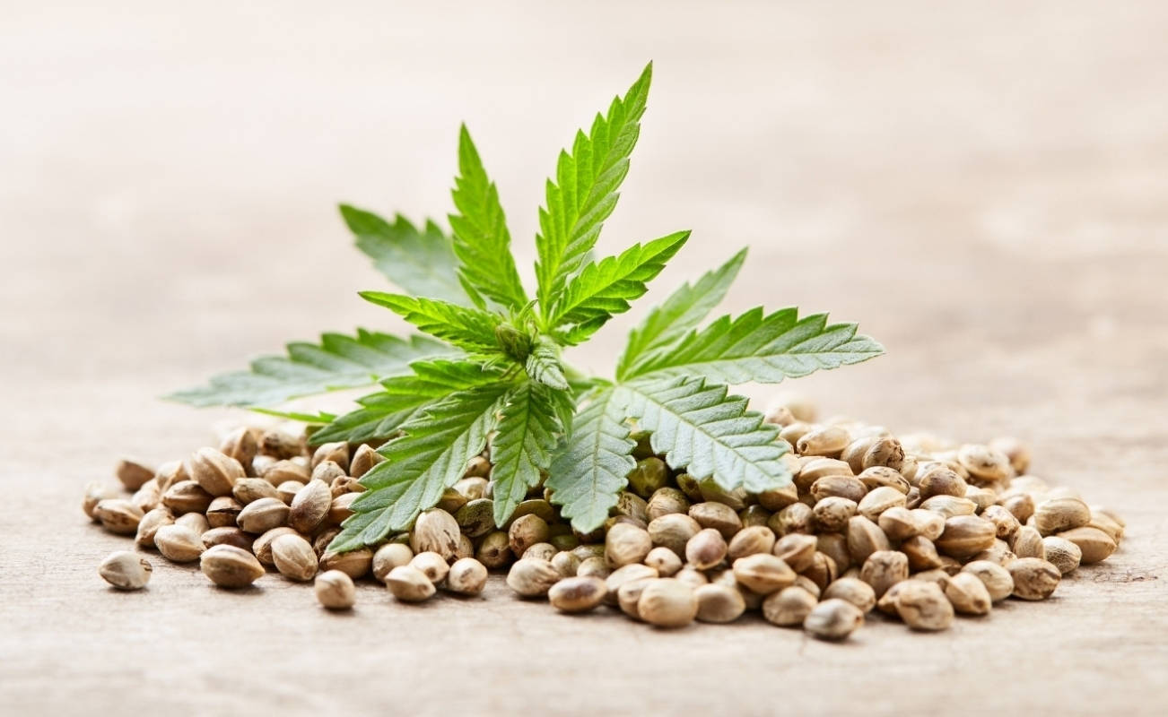 Cannabis seeds