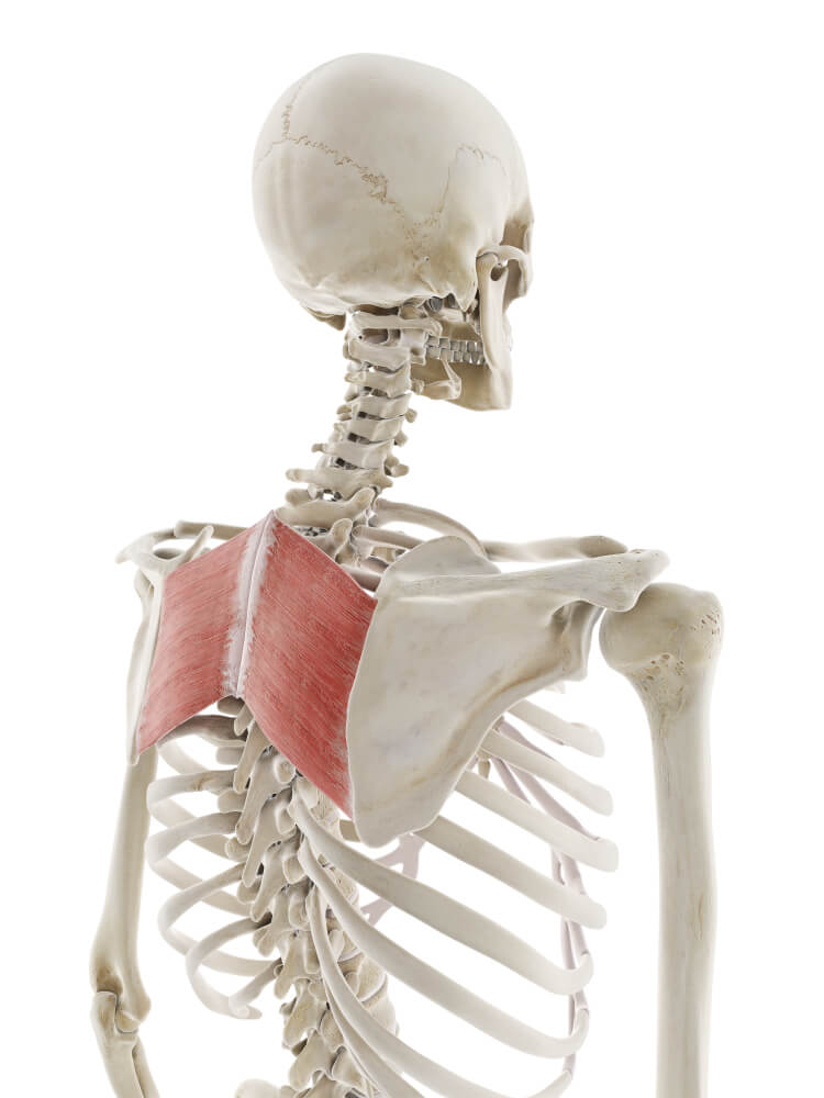 How-Nerd-Necks-Are-Relieved-By-Chin-Tucks.