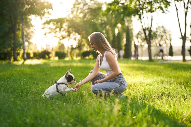 dog grooming service at Home in Delhi