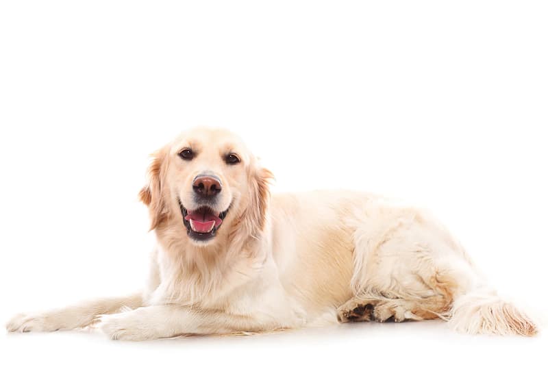 dog grooming service at Home in Delhi