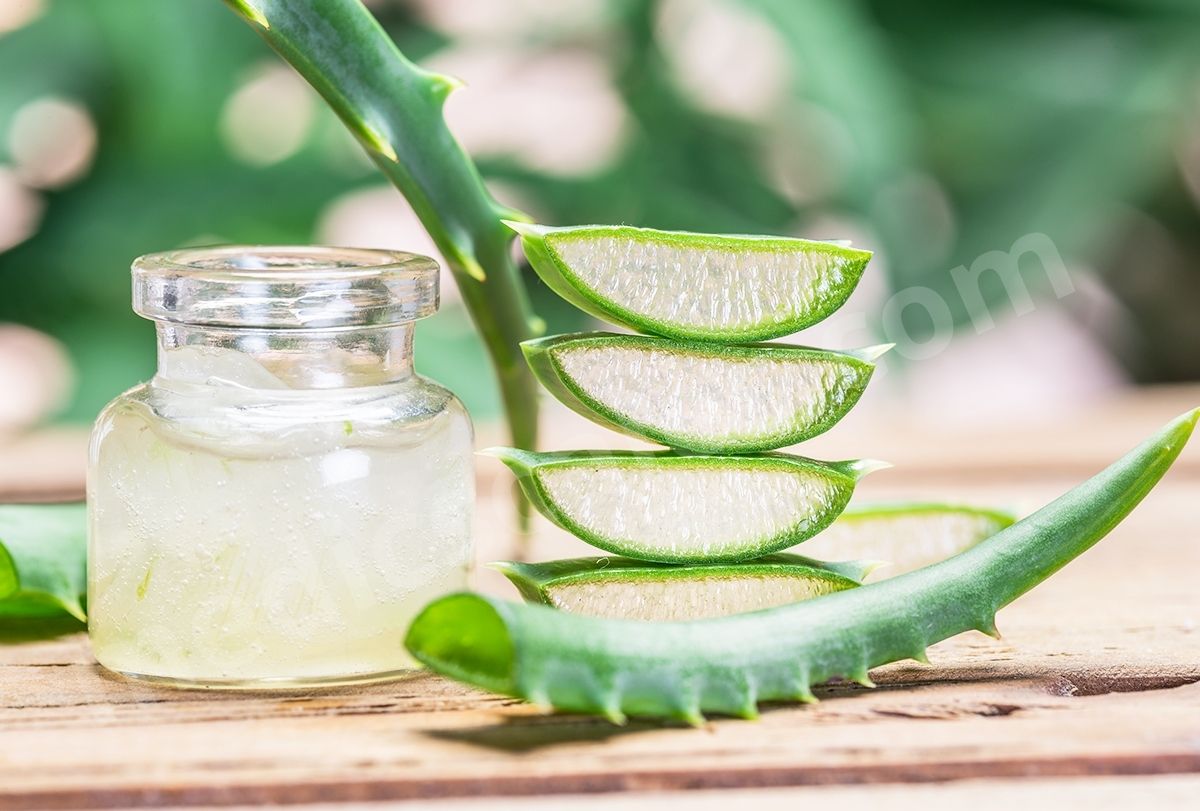 Discover The Top 10 Benefits Of Aloe Vera
