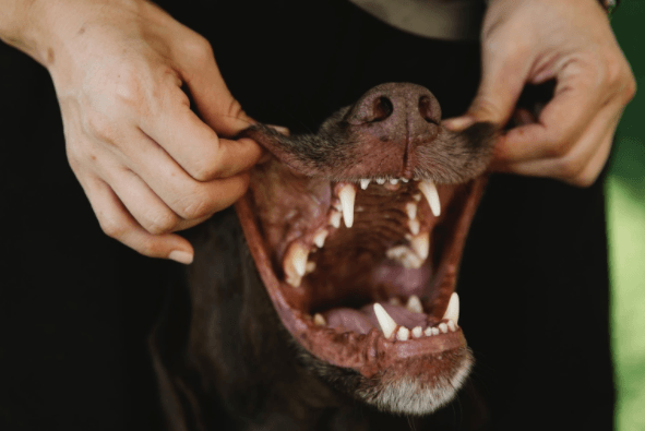 strengthen-dogs-teeth