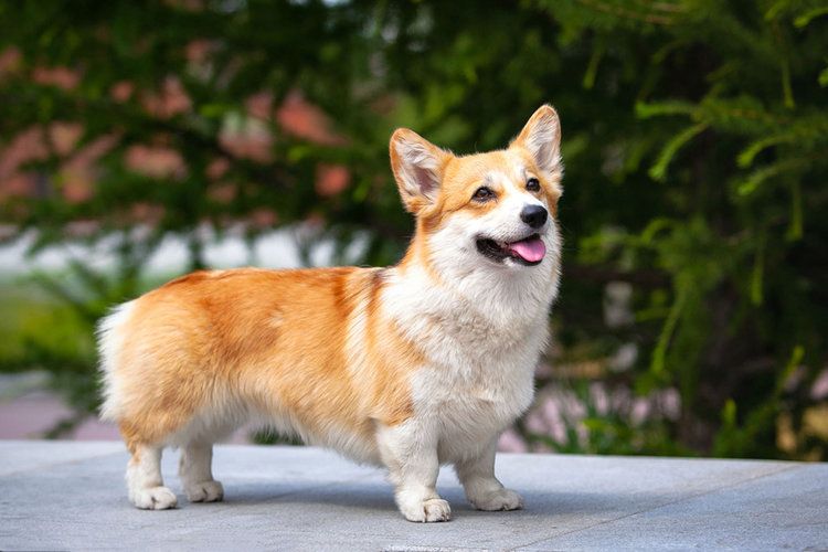 How much does a Pembroke Welsh Corgi cost?